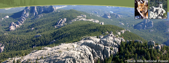 Photographs: One large picture of the Black Hills National Forest.  Two smaller pictures are also included, one of a coyote and another of Harney Peak on the Black Hills National Forest.