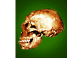 photo - human skull