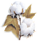 Picture of Cotton Boles