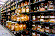 Jars of seed in cold storage.
