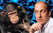 chimpanzee and human
