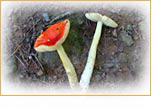 Amanita fungi