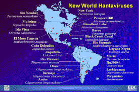 Slide 10: New World Hantaviruses Map