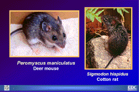 Slide 12: Rodent Carrier Images