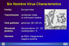 Slide 13: Sin Nombre Virus Characteristics