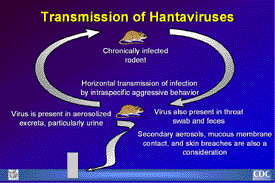 Slide 4: Transmission of Hantaviruses