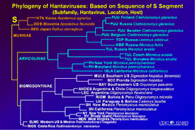 Slide 5: Phlogeny of Hantaviruses: S segment