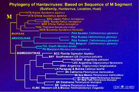Slide 6: Phylogeny of Hantaviruses: M segment