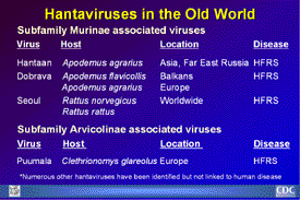 Slide 7: Hantaviruses in the Old World