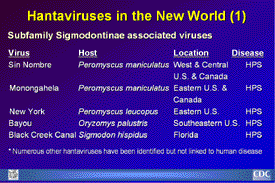 Slide 8: Hantaviruses in the New World (1)