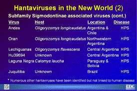 Slide 9: Hantaviruses in the New World (2)