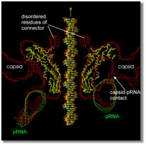 DNA packaging motor functions graphic, disordered residues of connector, capsid-pRNA contact