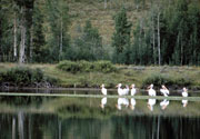 Pelicans at Oxbow Bend