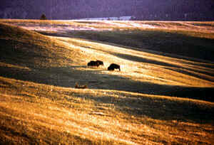 Bison on Prairie
