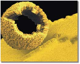 Self-assembly of gold-polymer nanorods results in a curved structure.