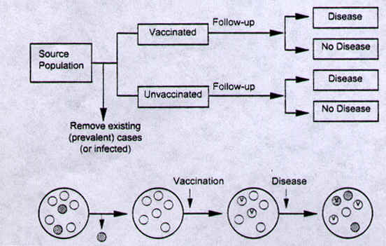 Figure 3.  Flow diagram of vaccine efficacy study.
