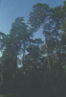 photo - Large treetops