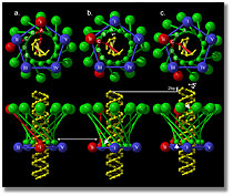 DNA packaging motor functions graphic-mechanism