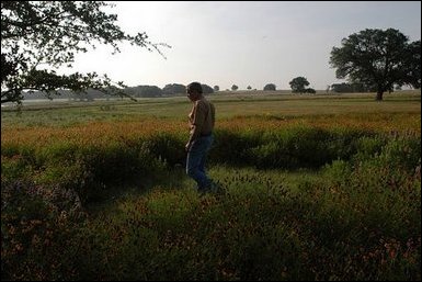 President Bush takes a walk among wild flowers at his Ranch in Crawford, Texas, May 23, 2003. The President and Mrs. Bush are replacing planted grass and landscaping by re-introducing the natural local fauna. .we're right now cultivating 50 acres of little blue stem which was the original prairie grass that would have been there, said Laura Bush of their efforts during the 2004 Spring White House Garden Tour preview.  White House photo by Eric Draper.