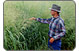 Photo of farmer inspecting corn crop.