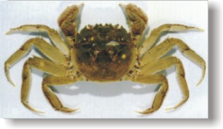 Mitten Crab