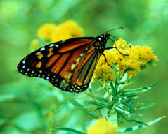 Butterfly on native plant