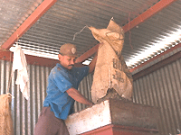 Salvadoran coffee farmer