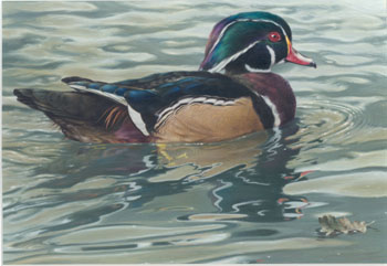 Andrew Denman's painting of a Wood Duck 