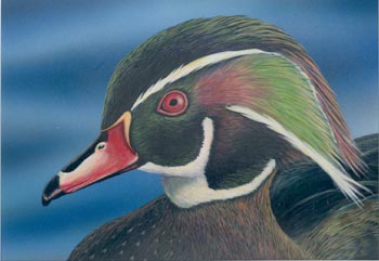 Brent Beckstein's painting of a Wood Duck