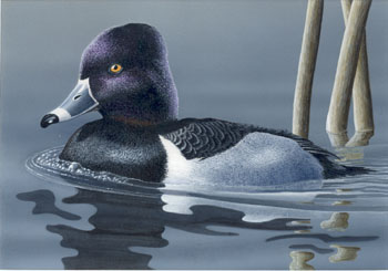 Darren Maurer's painting of a Ring-necked Duck