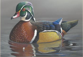 Donnie Hughes' painting of a Wood Duck