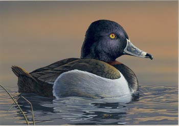 Gregory Clair's Painting of a Ring-necked Duck