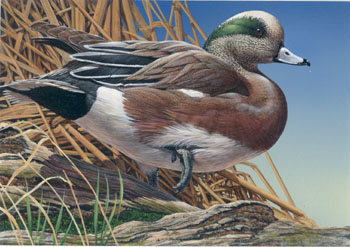 Harold Roe's painting of an American Wigeon
