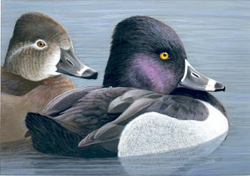 Louis Frisino's painting of two Ring-necked ducks