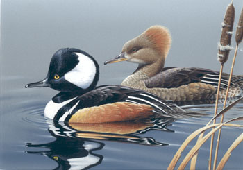 Neal Anderson's painting of a pair of Hooded Mergansers