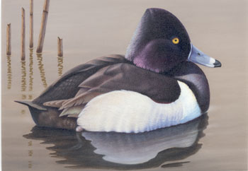 Robert Bealle's painting of a Ring-necked Duck