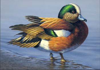 Robert Copple's painting of an American Wigeon