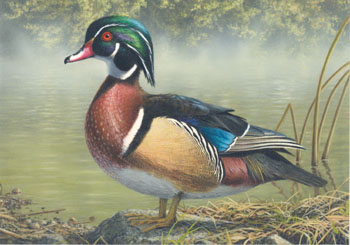 Bob Hautman's painting of a Wood Duck