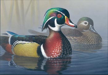 Robert Richert's painting of a pair of Wood Ducks
