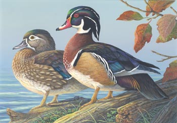 Terry Doughty's painting of a pair of Wood Ducks