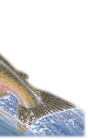 Graphic of a salmon swimming upstream