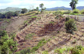 coffee plantation before restoration