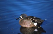 blue winged teal at the Iowa Wetlands Management District