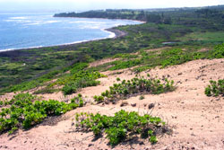 Coastal scene in Hawaii