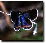 Photo of Karner Blue Butterfly