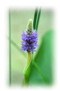 pickerelweed 
