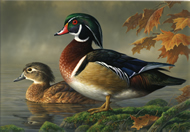 Jim Hautman's Pair of Wood Ducks