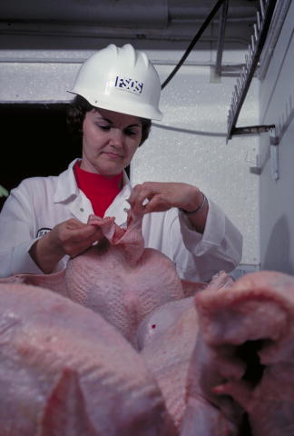 Female food safety inspector inspecting poultry carcasses.