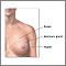 Anatoma de la mama