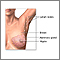 Anatoma de las mamas